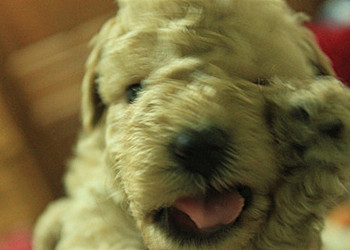 ♫〞淡奶油泰迪熊玩具貴賓 ♫〞 - 20130428022147_87002517.jpg(圖)