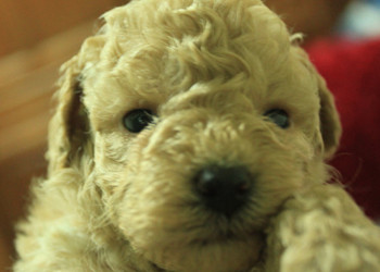 ♫〞淡奶油泰迪熊玩具貴賓 ♫〞 - 20130428022147_87009237.jpg(圖)