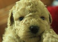 ♫〞淡奶油泰迪熊玩具貴賓 ♫〞_圖片(3)