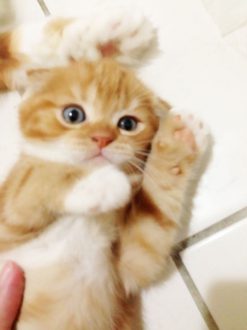 純蘇格蘭折耳-2013年3月22日生 超可愛小女生! - 20130502150011_478626288.jpg(圖)