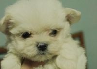 無辜大眼系《 瑪爾濟斯幼犬 》_圖片(1)