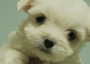 無辜大眼系《 瑪爾濟斯幼犬 》 - 20130503134208_559825469.jpg(圖)