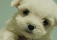 無辜大眼系《 瑪爾濟斯幼犬 》_圖片(2)