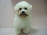 小安家族寵物美容 - 20061206163916_394727140.jpg(圖)