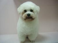 小安家族寵物美容_圖片(1)