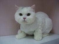 小安家族寵物美容_圖片(2)