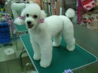 小安家族寵物美容_圖片(3)