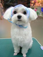 小安家族寵物美容_圖片(4)