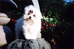 瑪爾濟斯寵物推廣中心  - 20061207163459_480904640.jpg(圖)