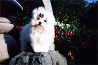 瑪爾濟斯寵物推廣中心 _圖片(1)