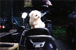 瑪爾濟斯寵物推廣中心  - 20061207163459_480911687.jpg(圖)