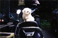 瑪爾濟斯寵物推廣中心 _圖片(2)