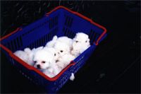 瑪爾濟斯寵物推廣中心 _圖片(4)