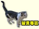 寵貓園_圖片(4)