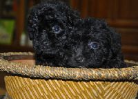 ＂❤＂黑貴賓幼犬＂❤＂_圖片(1)