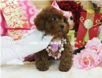 超小茶杯介小茶杯貴賓  #165 找家人囉~~_圖片(1)