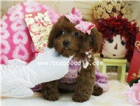 超小茶杯介小茶杯貴賓  #165 找家人囉~~_圖片(2)