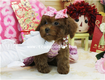 超小茶杯介小茶杯貴賓  #165 找家人囉~~ - 20140225173602-321015854.jpg(圖)