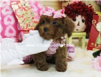 超小茶杯介小茶杯貴賓  #165 找家人囉~~_圖片(3)