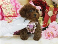 超小茶杯介小茶杯貴賓  #165 找家人囉~~_圖片(4)