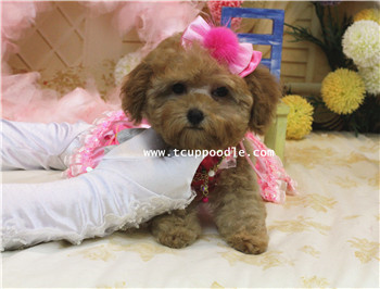 小茶杯介茶杯貴賓 #176 與大家見面囉~ - 20140304171704-924725282.jpg(圖)