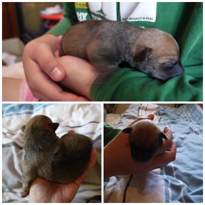 可愛米克斯寶寶 尋找溫暖的家 - 20140227202910-504271222.jpg(圖)