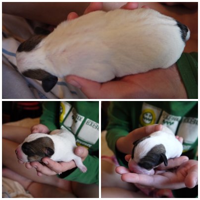 可愛米克斯寶寶 尋找溫暖的家 - 20140227202910-504302997.jpg(圖)