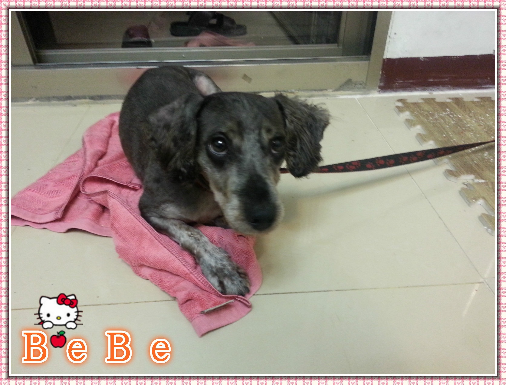 BEBE等待認養中 - 20140415102643-529221601.jpg(圖)