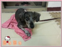 BEBE等待認養中_圖片(1)