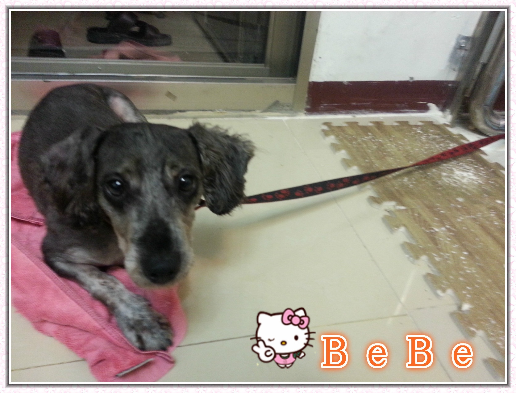 BEBE等待認養中 - 20140415102643-529228070.jpg(圖)