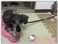 BEBE等待認養中_圖片(2)
