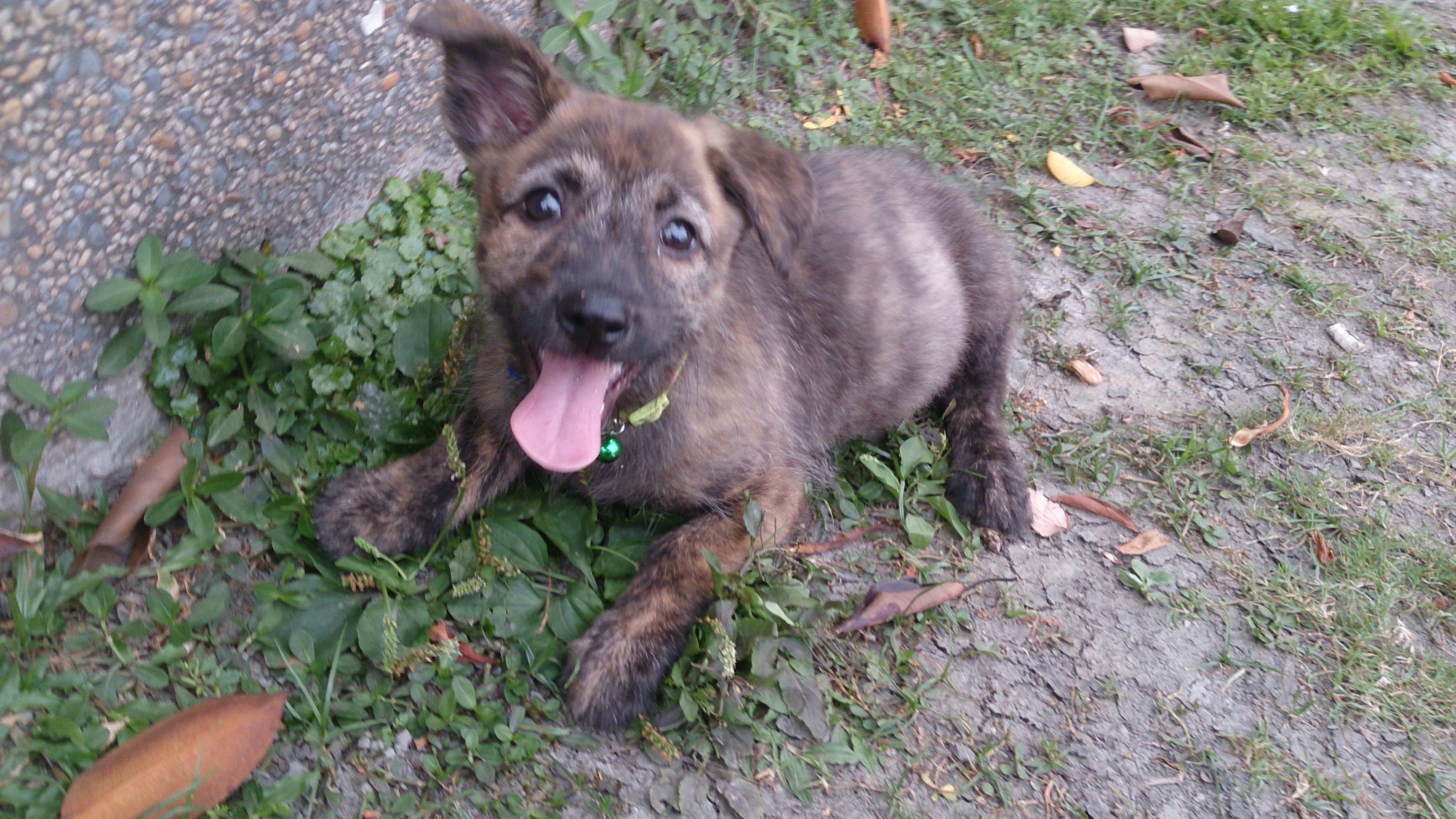 高智商的天才幼犬免費送養 - 20140423133828-231750249.jpg(圖)