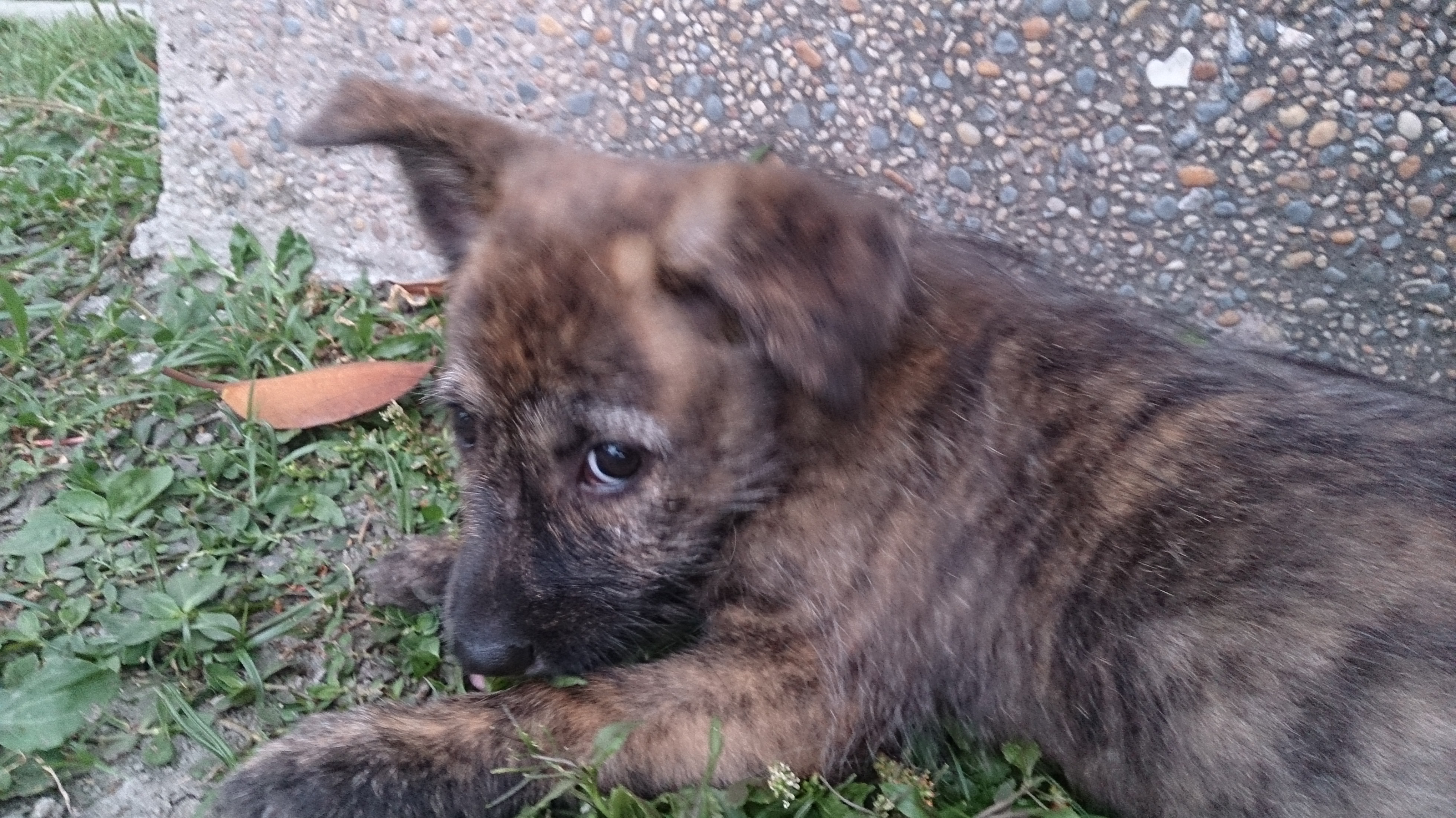 高智商的天才幼犬免費送養 - 20140423133828-231781119.jpg(圖)