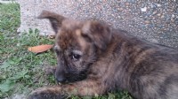 高智商的天才幼犬免費送養_圖片(2)