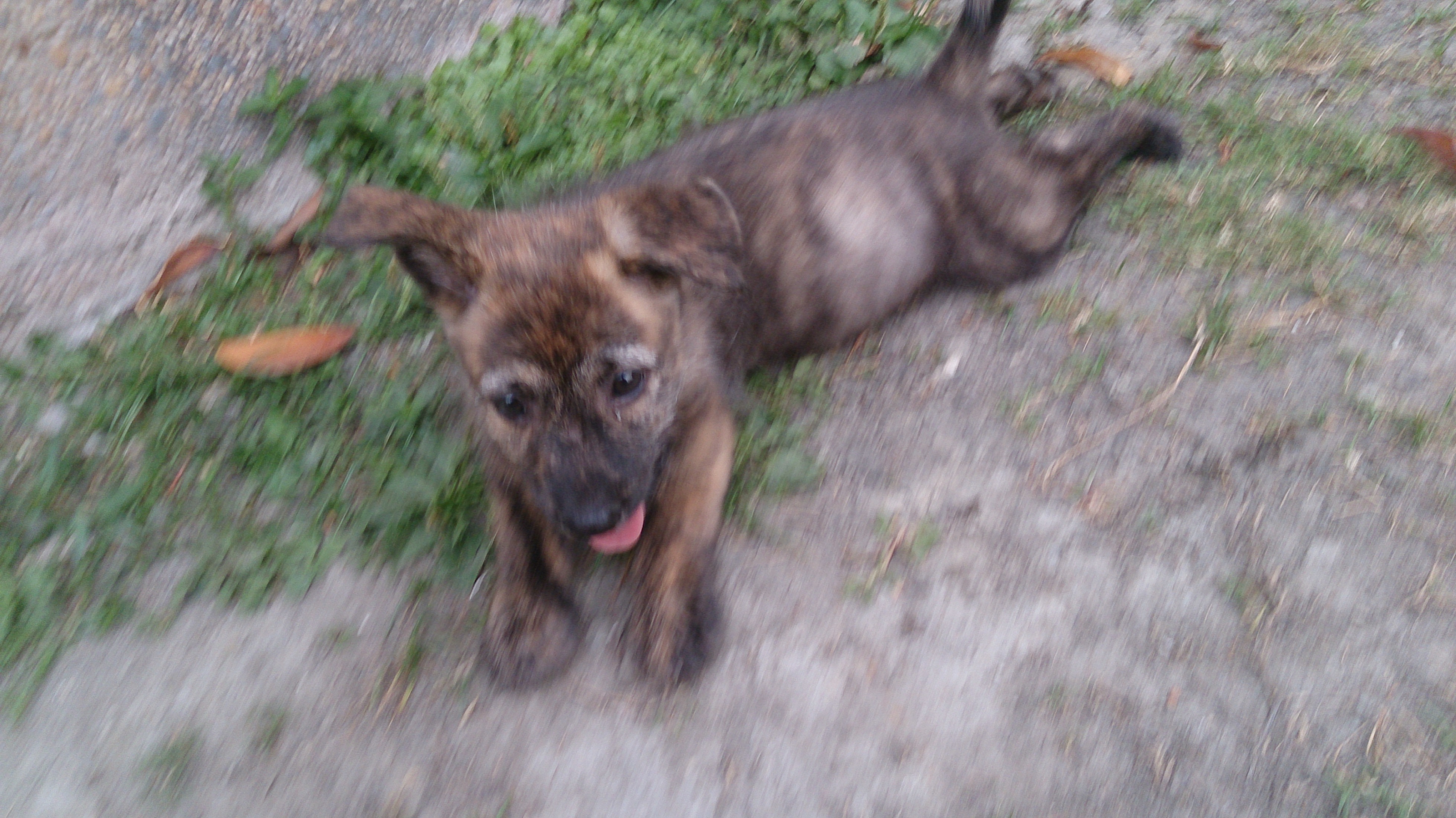 高智商的天才幼犬免費送養 - 20140423133828-231825063.jpg(圖)