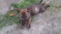 高智商的天才幼犬免費送養_圖片(3)
