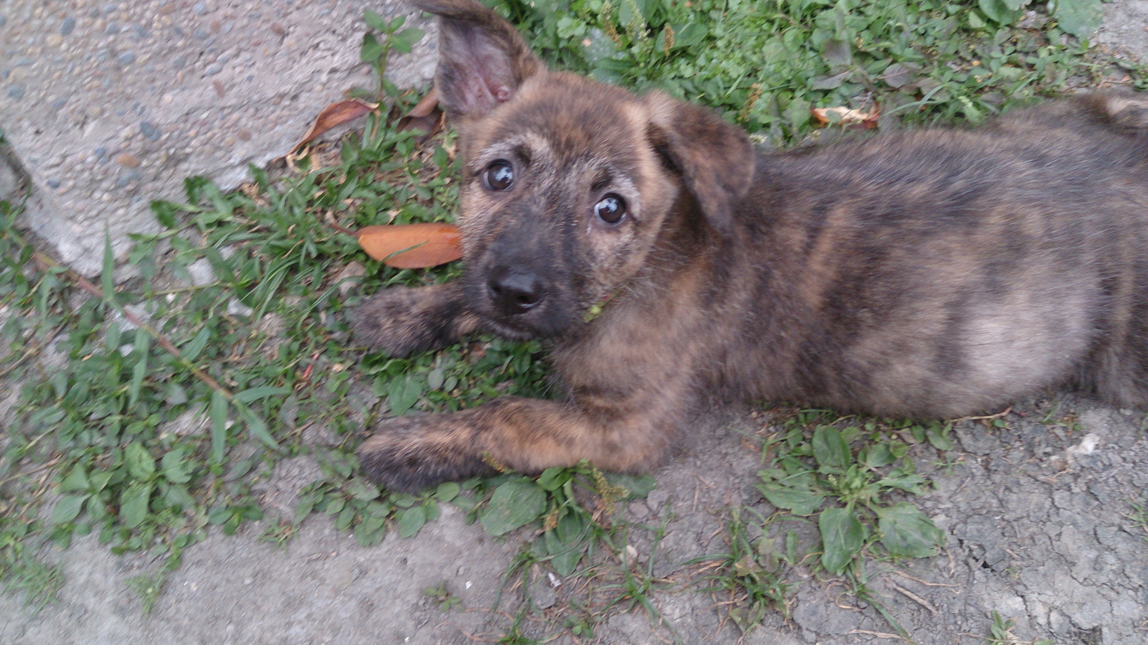 高智商的天才幼犬免費送養 - 20140423133828-231847398.jpg(圖)