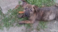 高智商的天才幼犬免費送養_圖片(4)