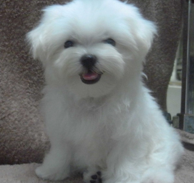 ------瑪爾濟斯Baby--------- - 20140426115708-484918733.jpg(圖)