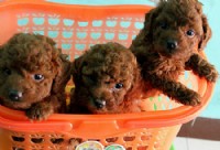 頂級『紅貴賓幼犬』5990元_圖片(1)