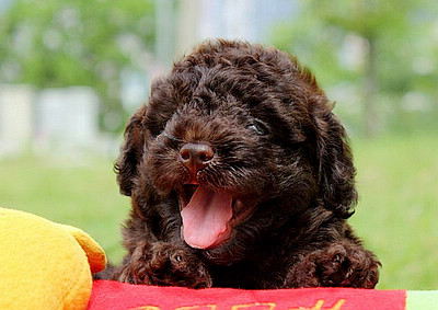 ★ 頂級巧克力貴賓Baby ★ 6990元 - 20140508134739-528112934.jpg(圖)