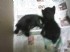 高雄市-兩隻小黑貓尋找主人_圖