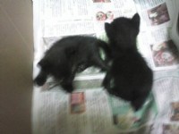 兩隻小黑貓尋找主人_圖片(1)