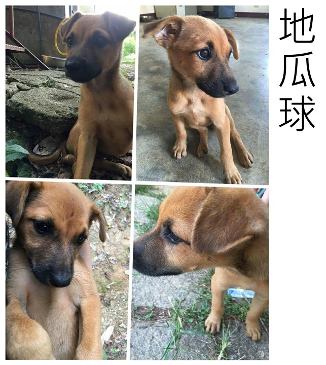 無辜小幼犬 - 20160827144630-280551307.jpg(圖)