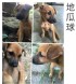 南投縣市-無辜小幼犬_圖