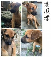 無辜小幼犬_圖片(1)