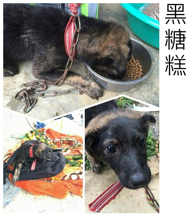 活潑台灣犬 - 20160827144803-280686811.jpg(圖)