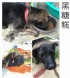 南投縣市-活潑台灣犬_圖