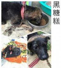 活潑台灣犬_圖片(1)