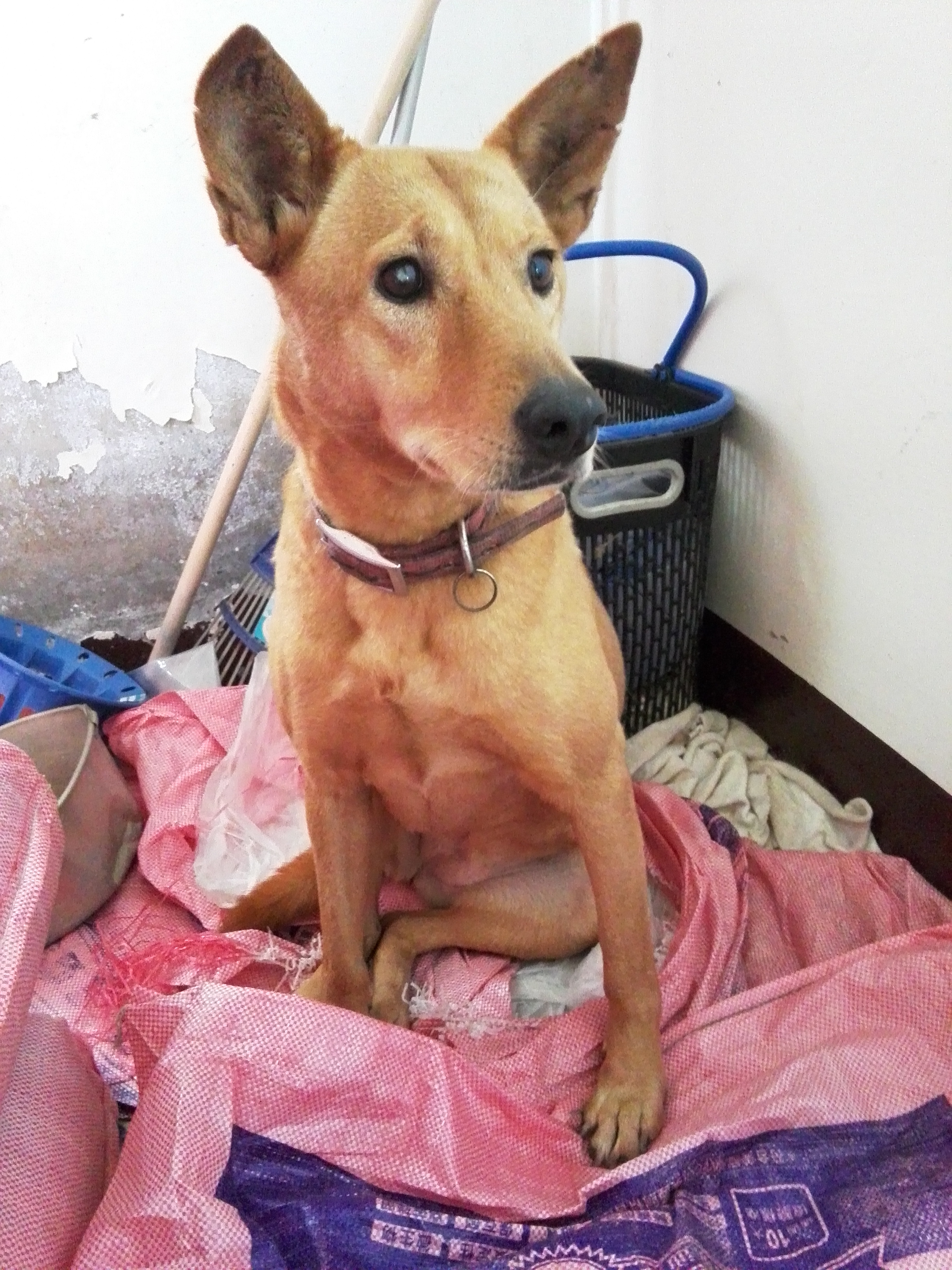 溫柔米克斯 - 20161226232442-766059446.jpg(圖)